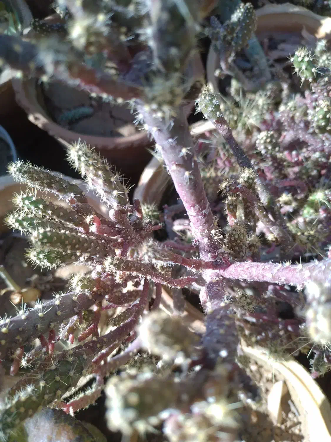 تعدادی گل بفروش میر سد|گل و گیاه طبیعی|صدرا-فارس, فاز ۱|دیوار