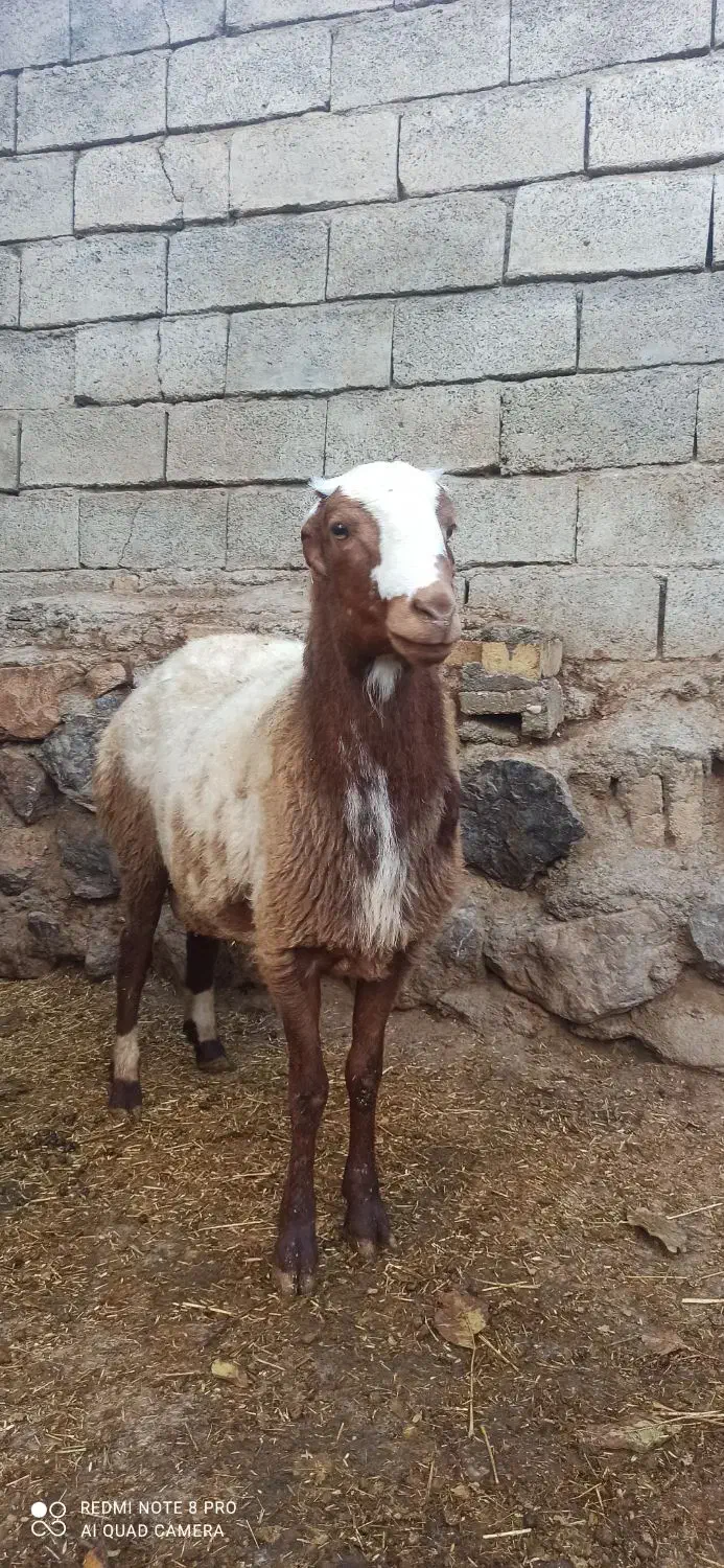 بره نر|حیوانات مزرعه|دینور, |دیوار