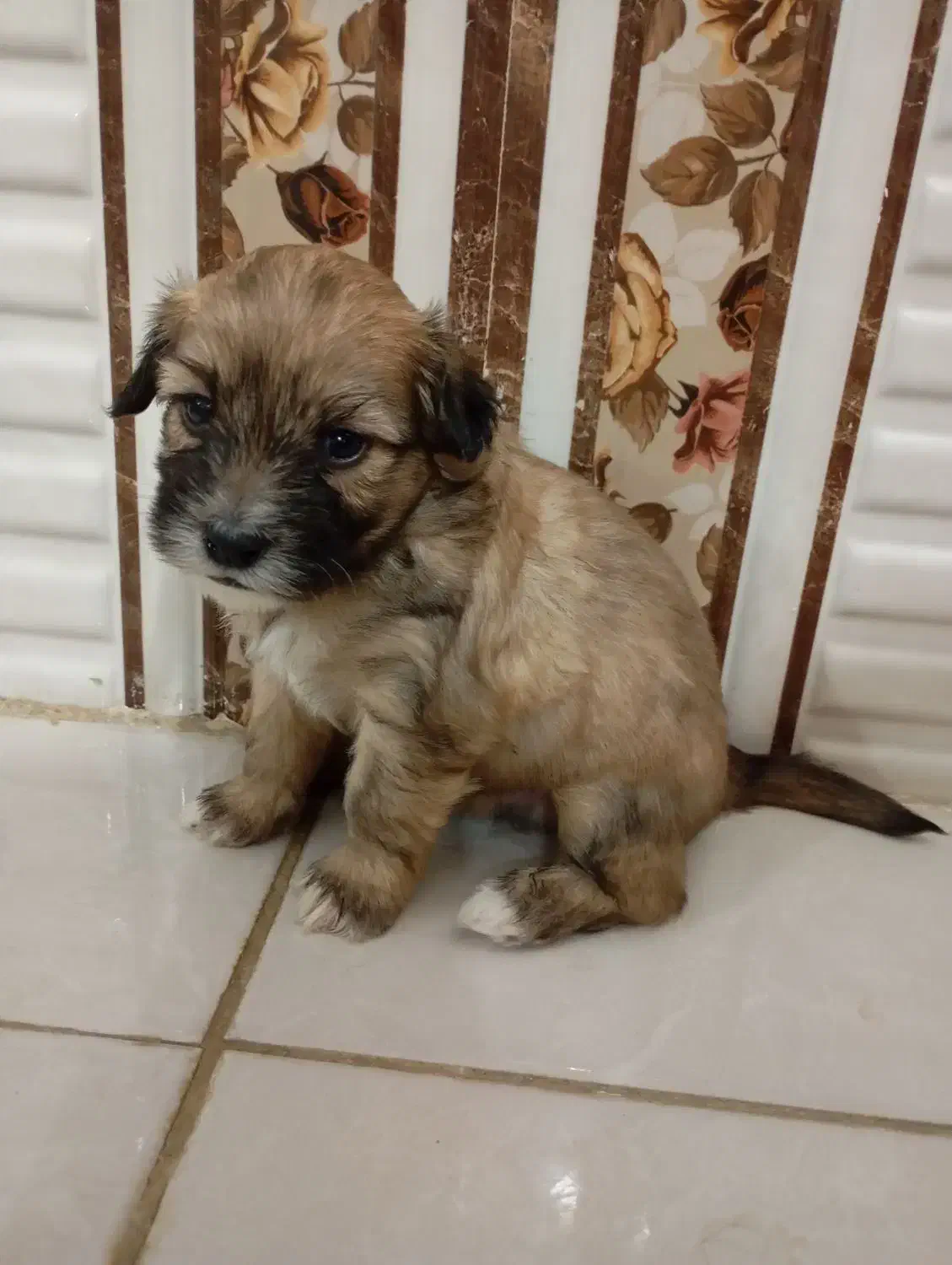 توله سگ|سگ|بروجرد, |دیوار