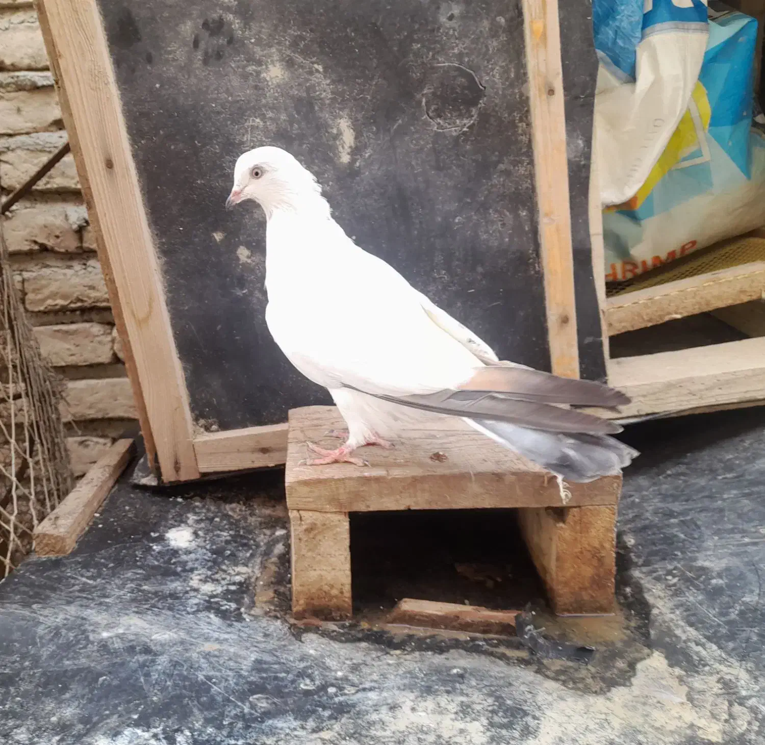 کبوتر پرشی جوانه|پرنده|گمیشان, |دیوار