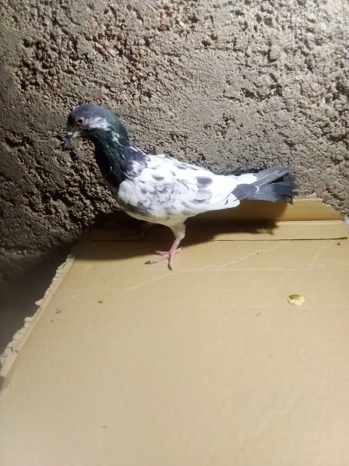 ماده تیدی|پرنده|مسجد سلیمان, |دیوار