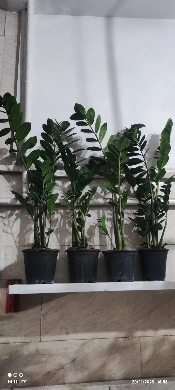 گل بامبو .گلدان یوکا|گل و گیاه طبیعی|ورامین, ورامین|دیوار