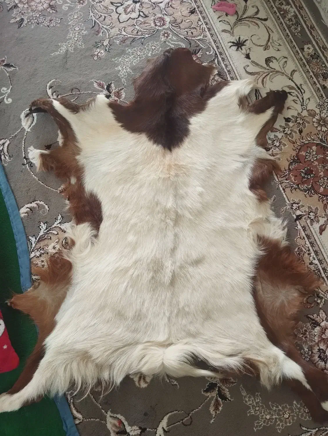 پشم|عمدهفروشی|اسلامآباد غرب, |دیوار