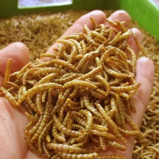 میلورم. زنده|خزنده|آبادان, |دیوار