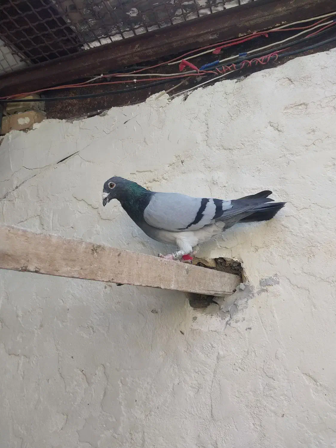 نر عراق۲۰۲۰|پرنده|خرمشهر, |دیوار