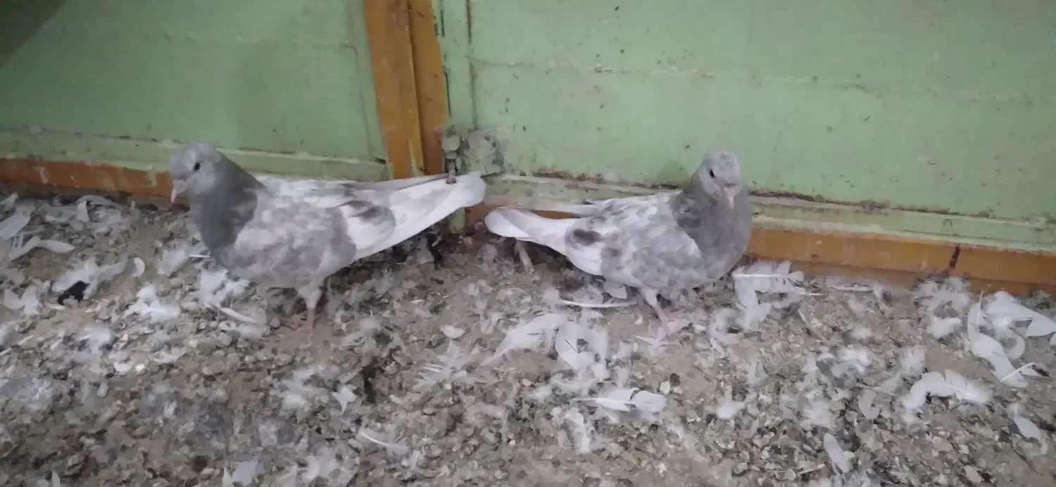 جفت کله الماسی|پرنده|نرماشیر, |دیوار