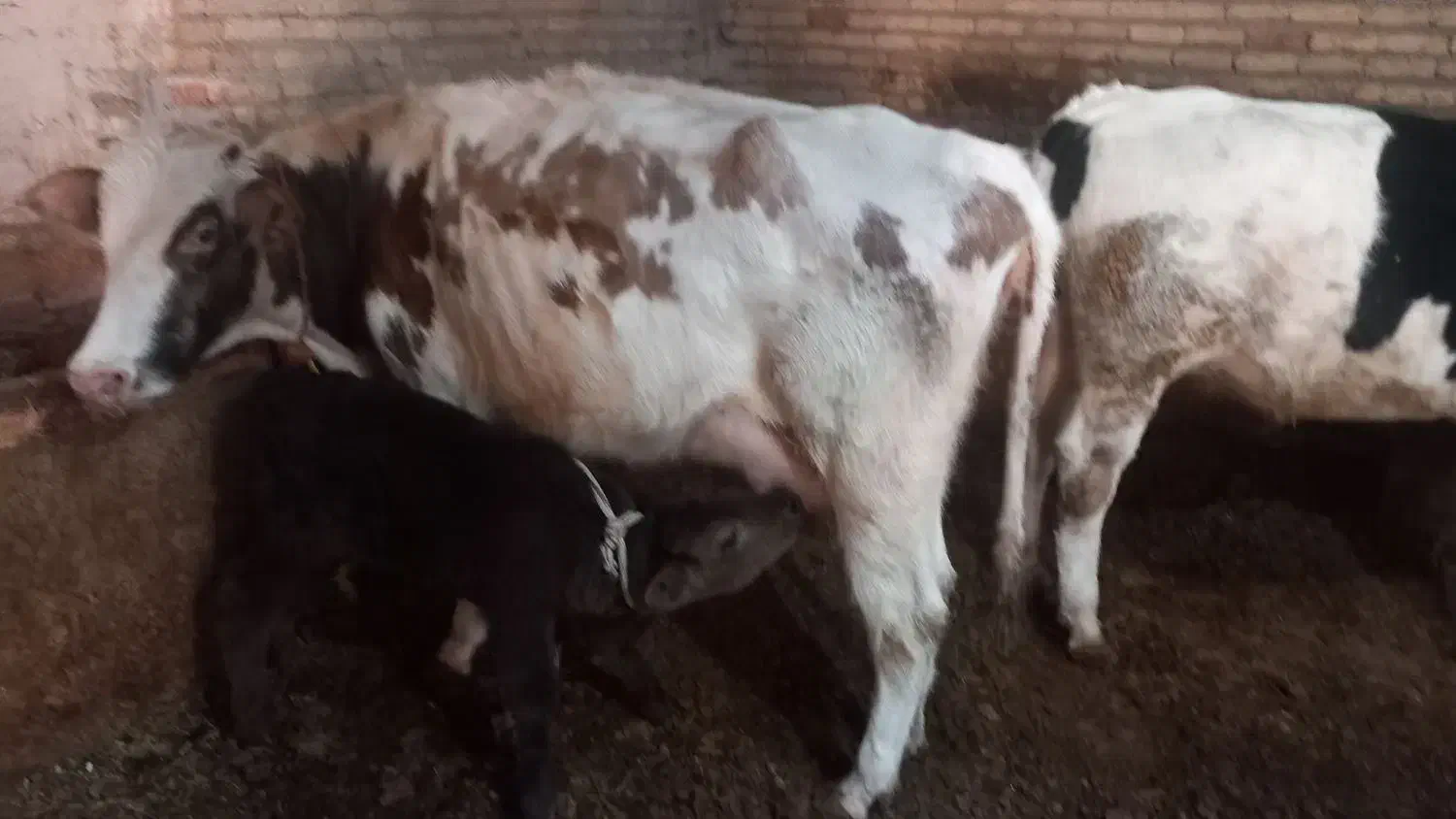 گاو شیری|حیوانات مزرعه|تبریز, |دیوار