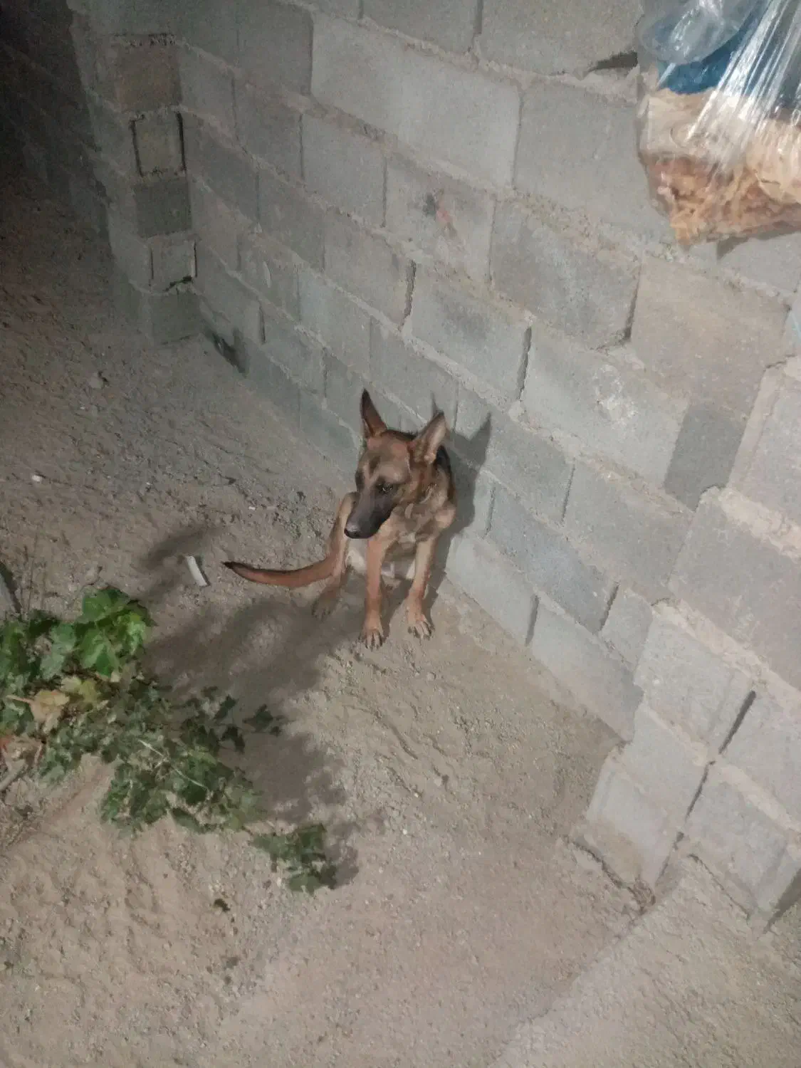 ژرمن6ماهه|سگ|رباطکریم, الارد|دیوار