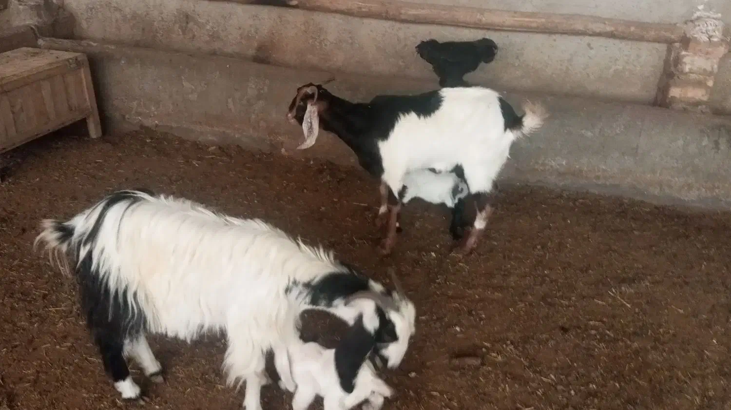 بززایده|حیوانات مزرعه|نیشابور, شهرک رضوی|دیوار