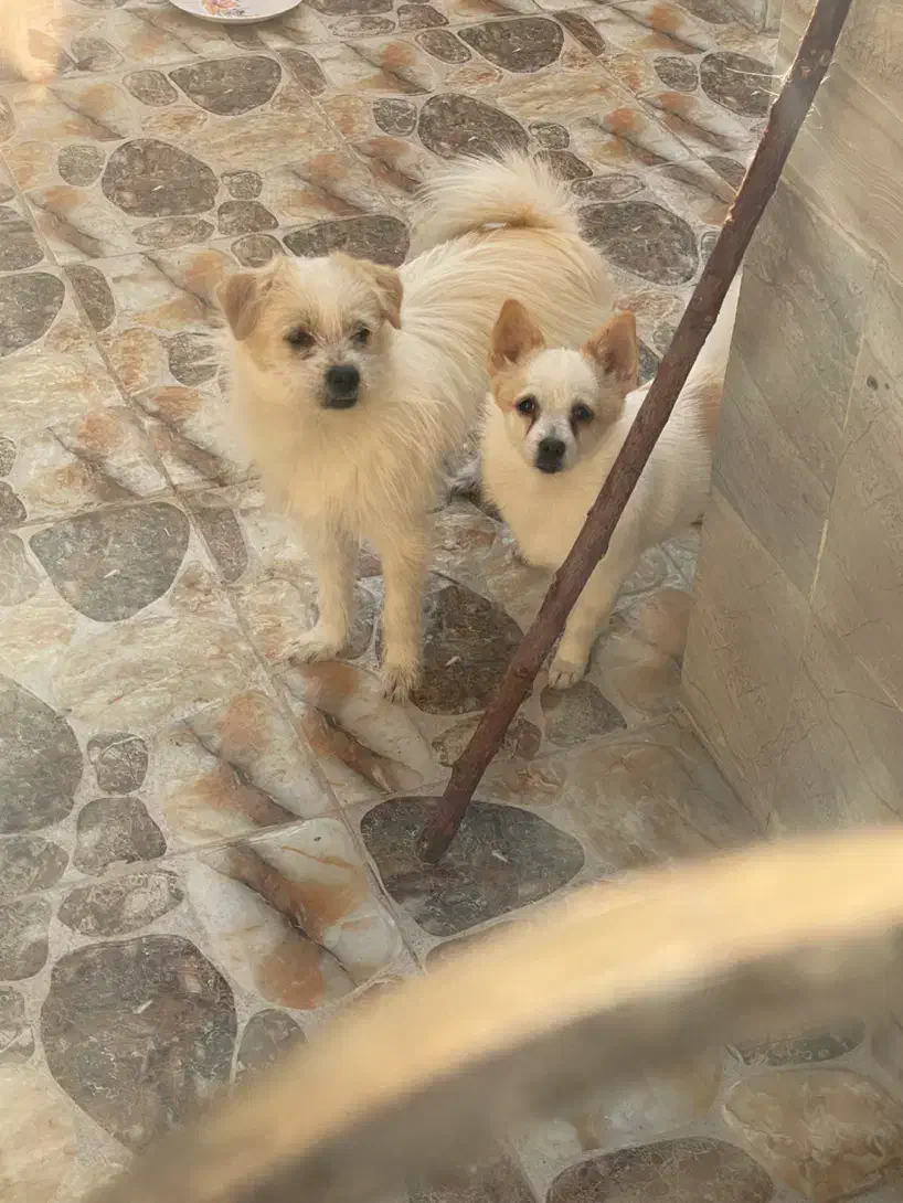 سگ فروشی|سگ|کاشان, راه آهن کاشان|دیوار