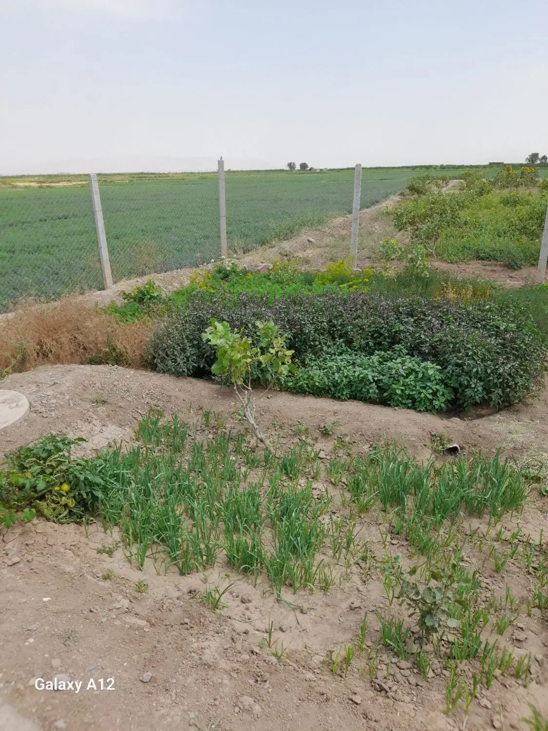 باغ در محدوده خسروشهر|فروش خانه و ویلا|خسروشاه, |دیوار