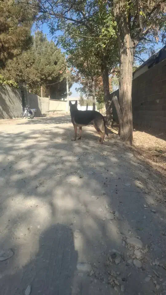 سگ های بالغ ژرمن و پاکوتاه|سگ|کرج, کوی امامیه|دیوار