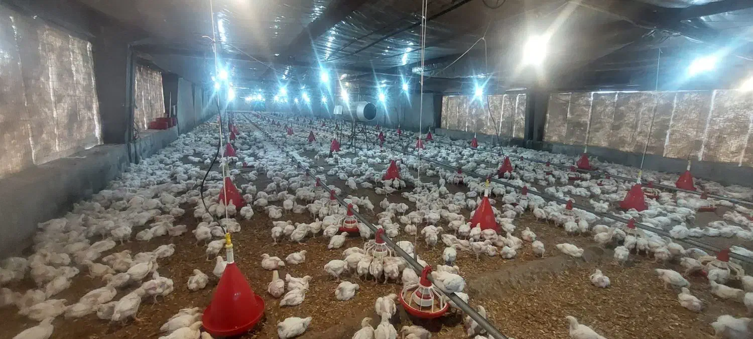 استخدام . سرپرست فنی مرغداری|استخدام صنعتی، فنی، مهندسی|کوهسار (البرز), |دیوار