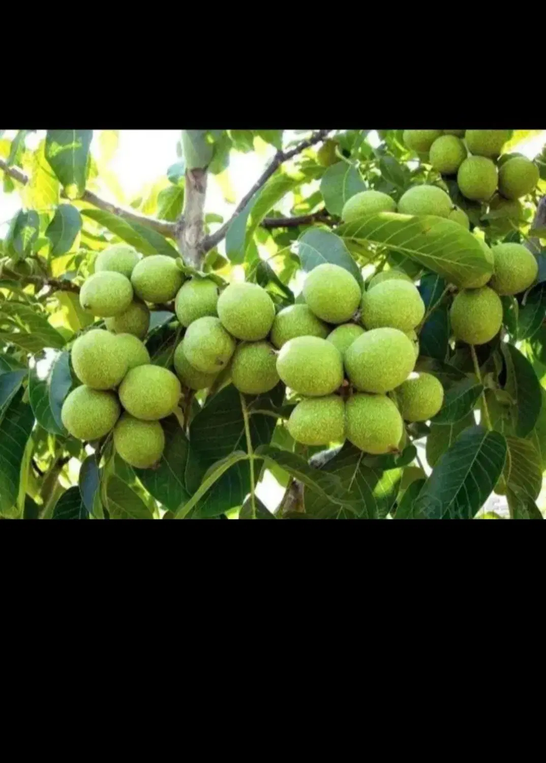 نهال|گل و گیاه طبیعی|میاندوآب, |دیوار