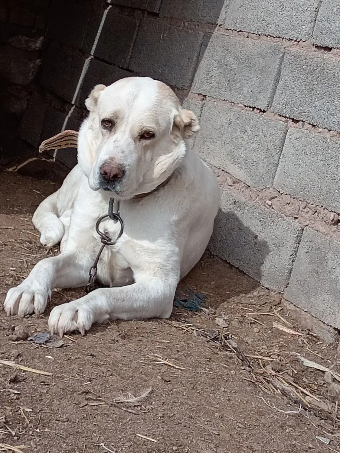 ماده گله ای|سگ|فیروزه, |دیوار