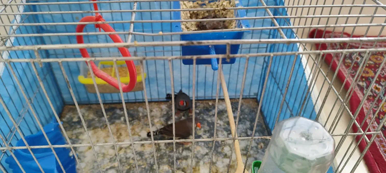 فنچ مولد|پرنده|جوانرود, |دیوار