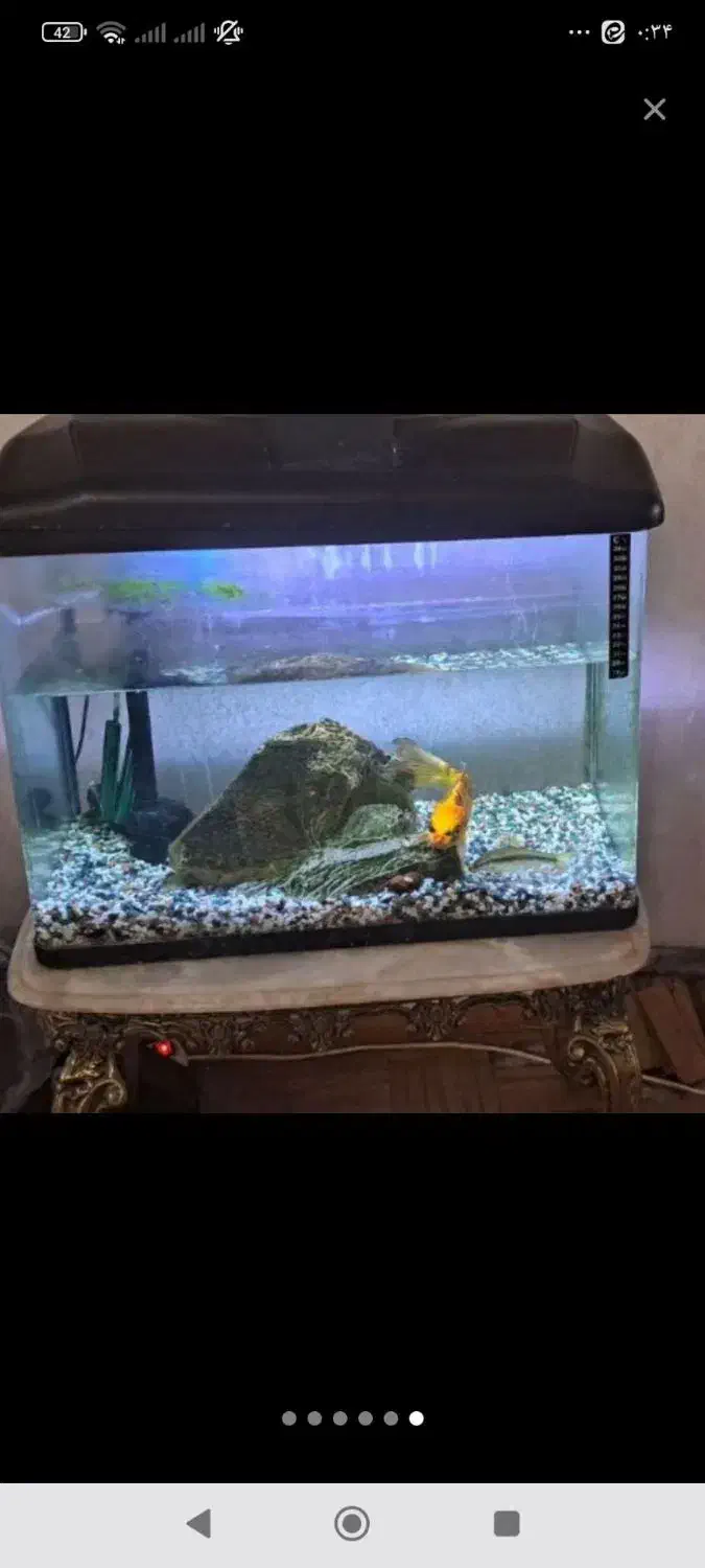 اکواریوم|ماهی|ورامین, ورامین|دیوار