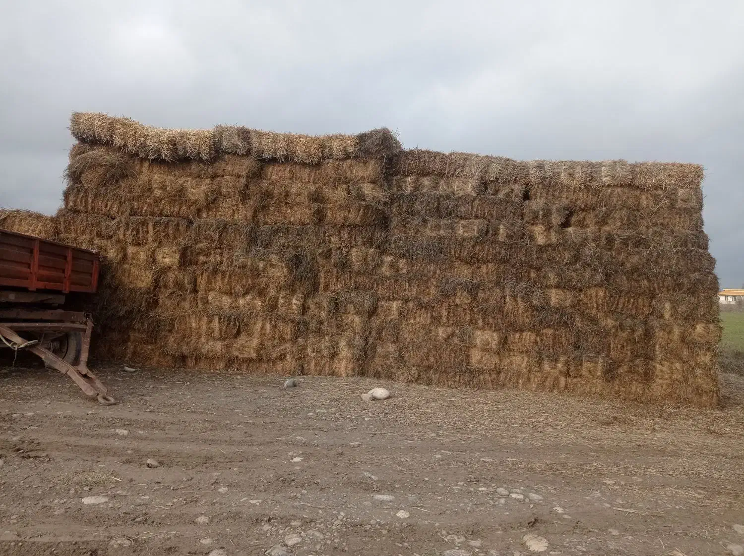 فروش یونجه، چین ۲و۳،کیلویی ۳۲هزار تومان|حیوانات مزرعه|قشلاق دشت, |دیوار