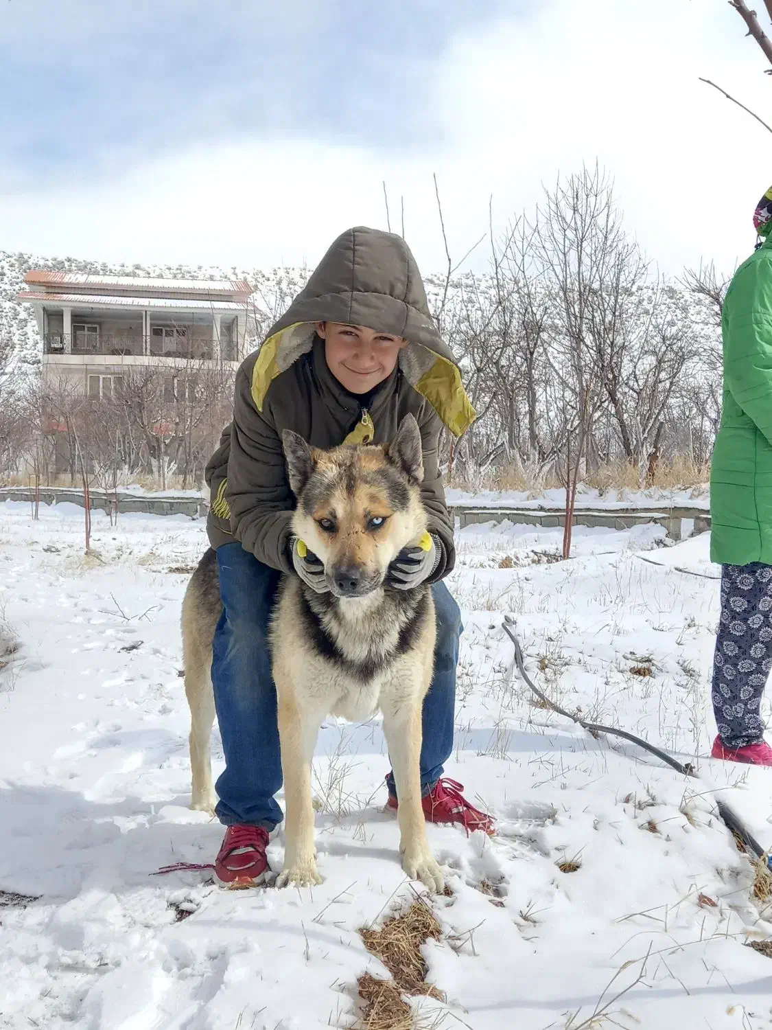 سگ ژرمن عالی برای نگهبانی|سگ|فیروزکوه, |دیوار