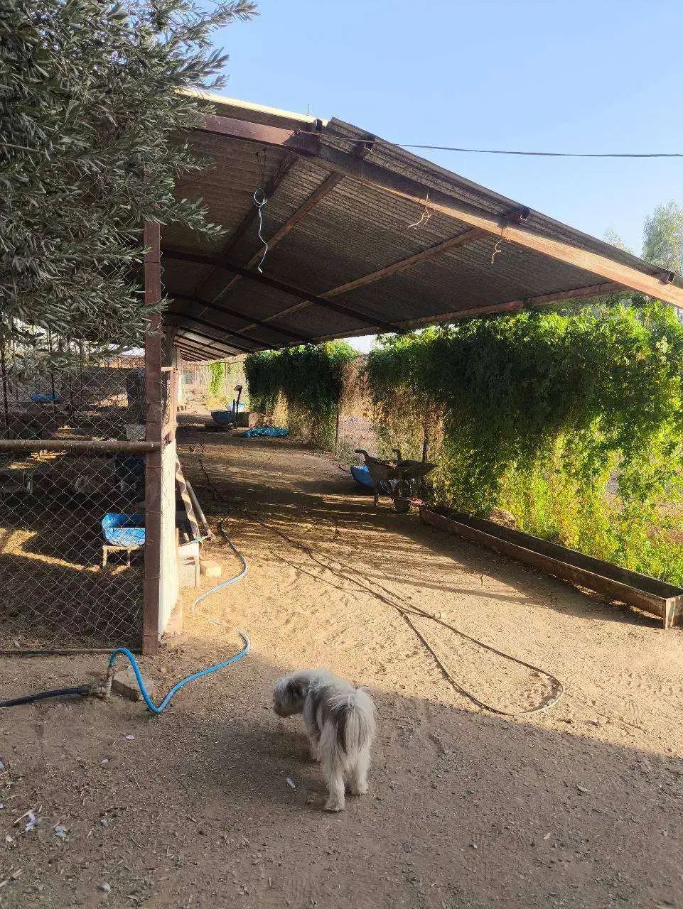 فروش دامداری مجهز و فعال در ابوزیدآباد با امکانات|فروش دفتر صنعتی، کشاورزی، تجاری|کویرات, |دیوار