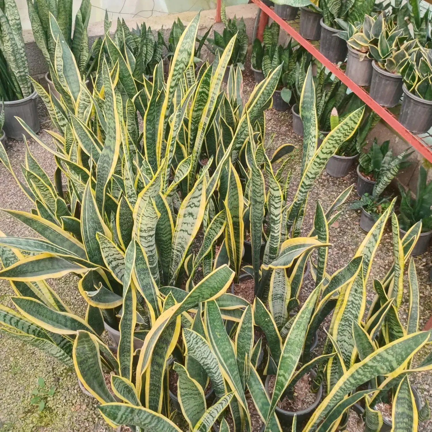 فروش انواع گل و گیاه|گل و گیاه طبیعی|رودسر, |دیوار