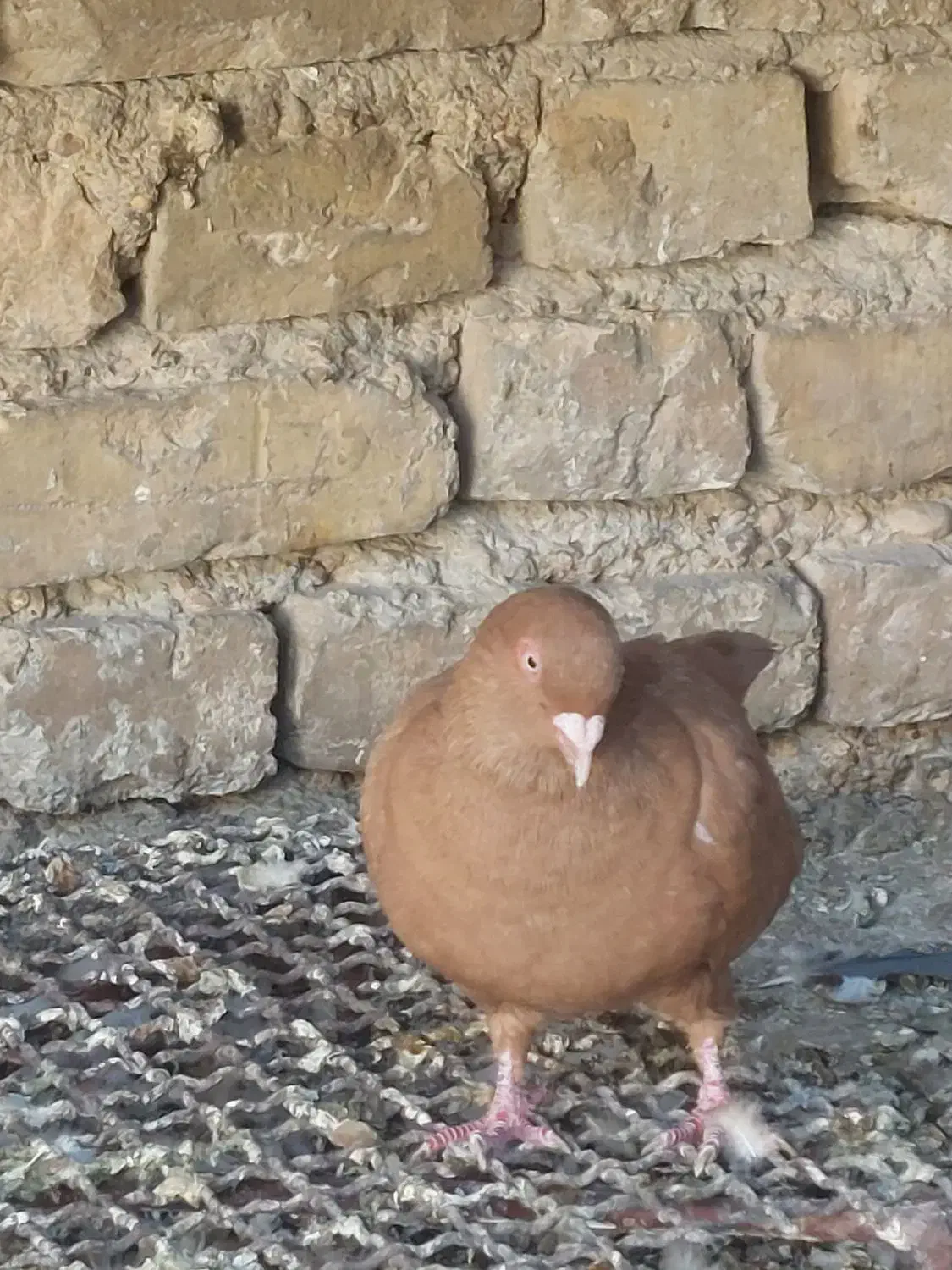 ماده زرد پرتقالی|پرنده|سپیدان, |دیوار