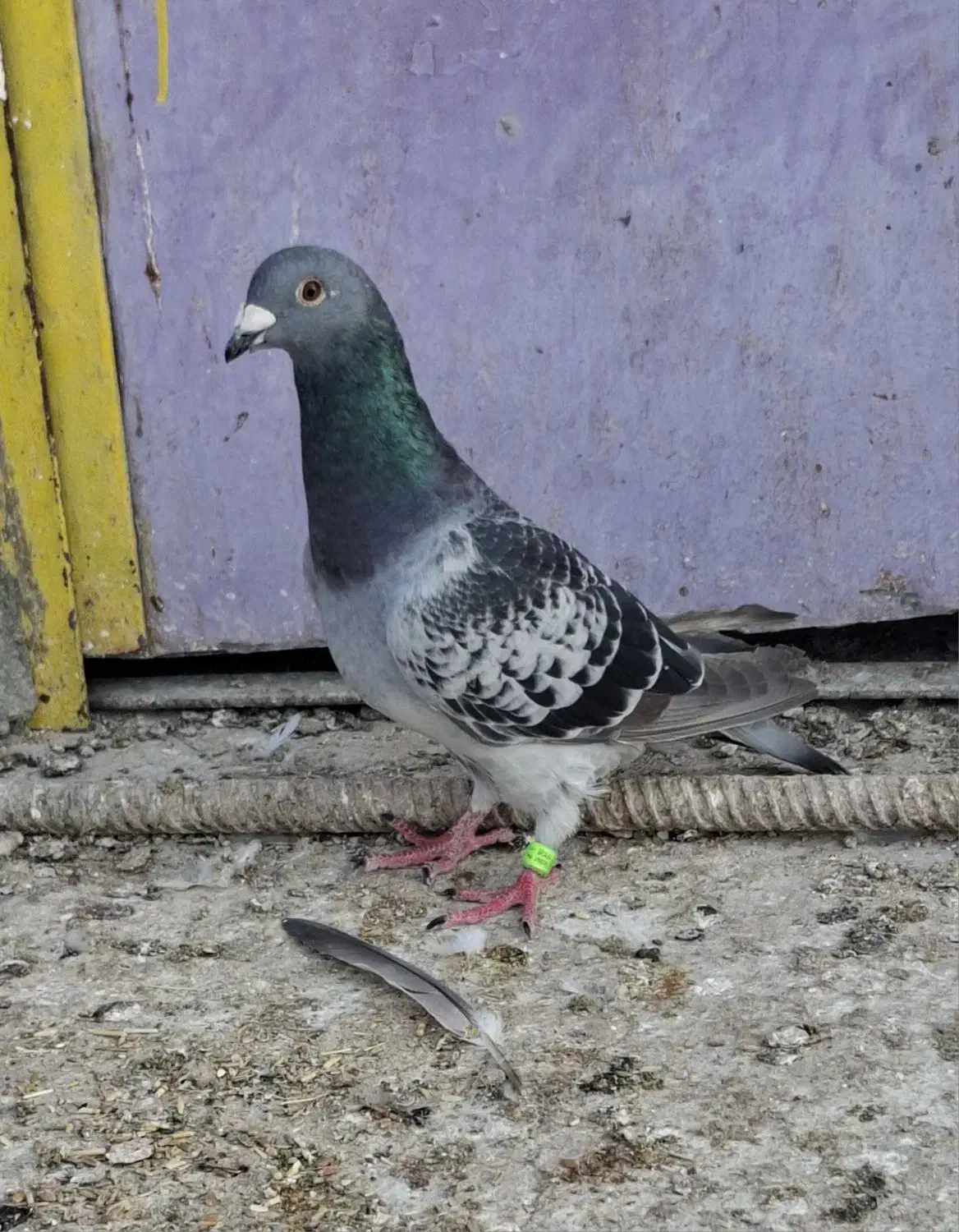 پلاکی نر|پرنده|بوشهر, |دیوار