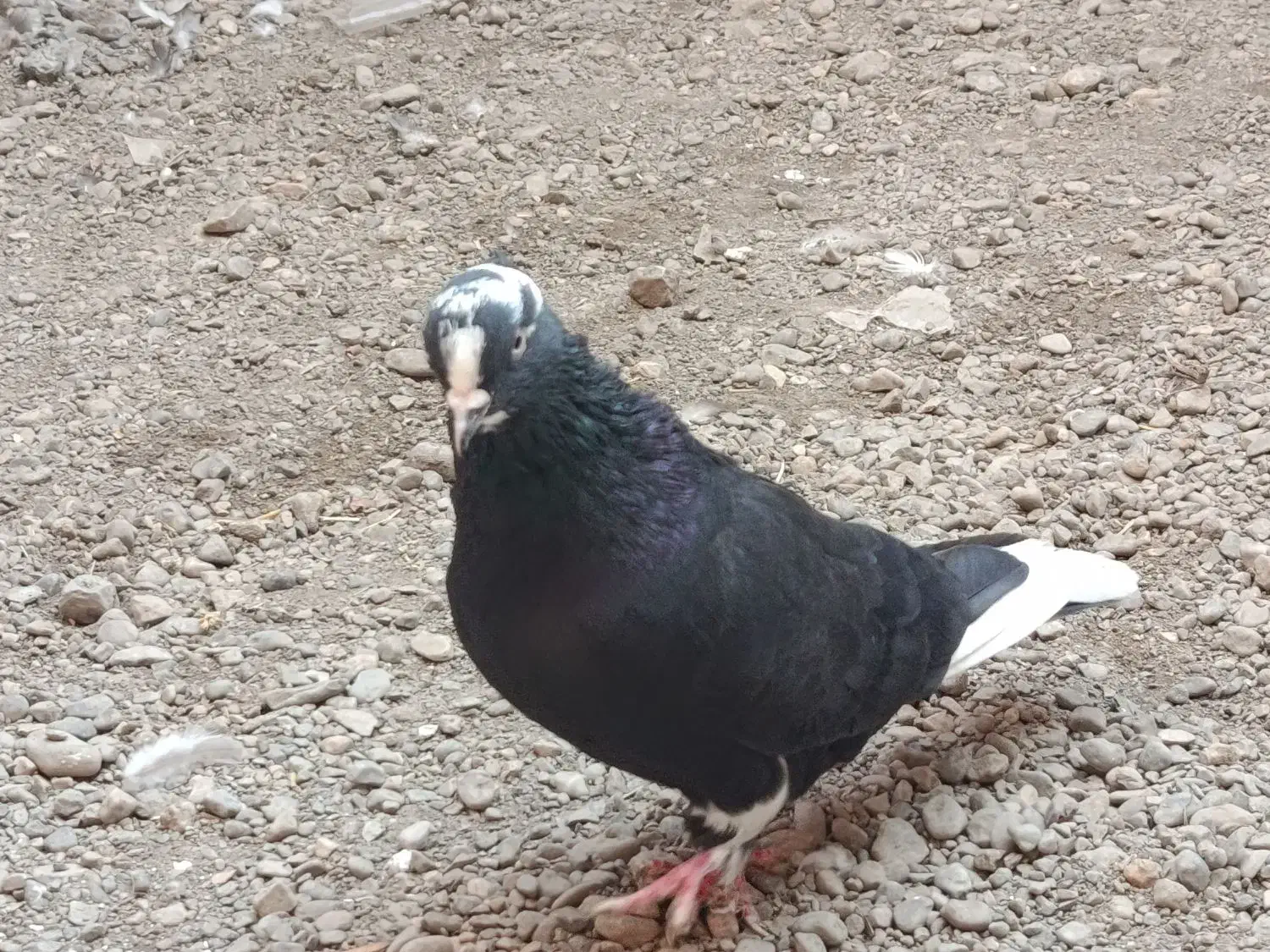 ۹۵۰ تومان کلش|پرنده|گرگان, |دیوار