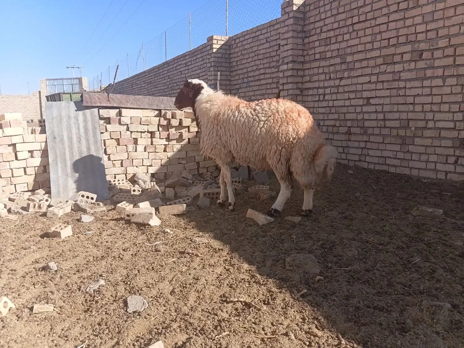 دوراس شیشک درجه یک برای تخم|حیوانات مزرعه|سده (خراسان جنوبی), |دیوار