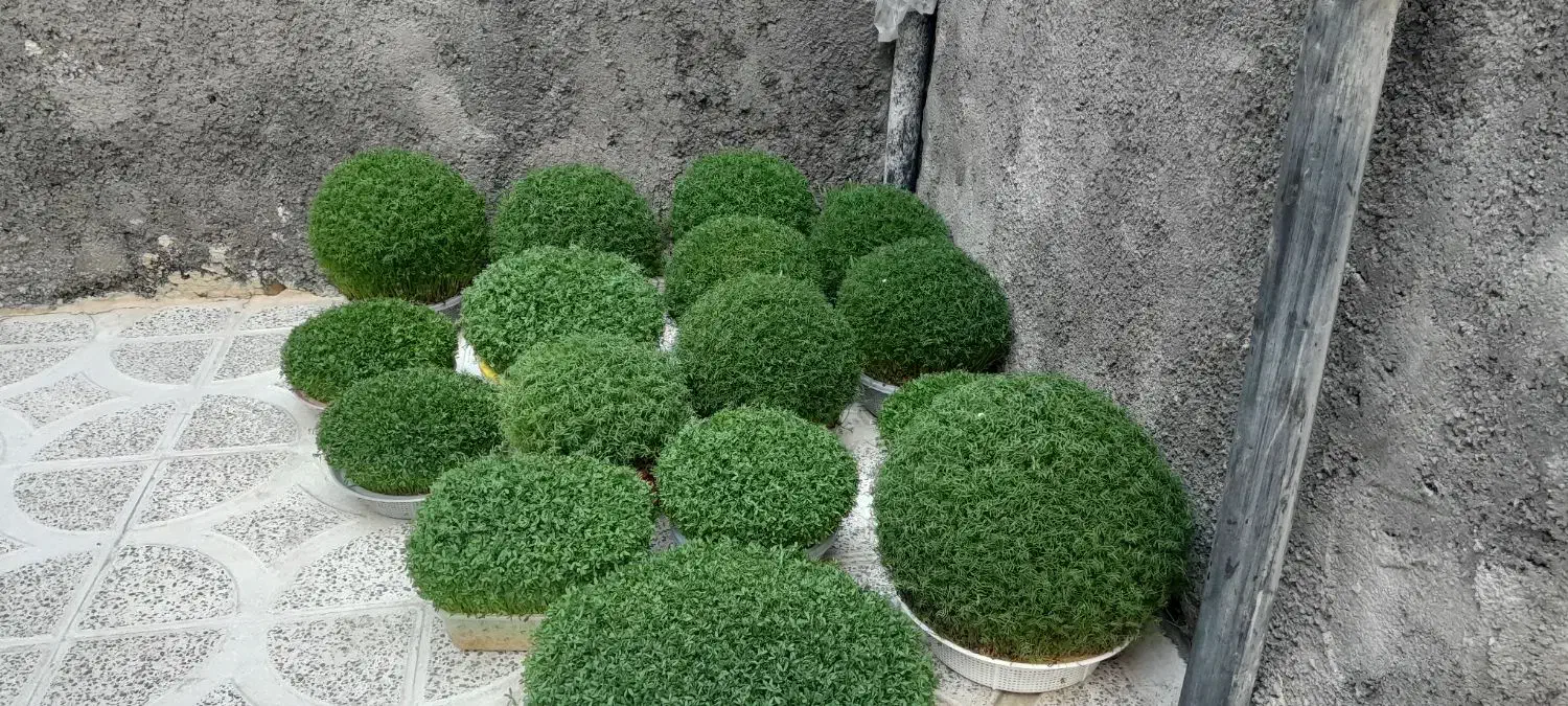 سبزه|گل و گیاه طبیعی|الشتر, |دیوار