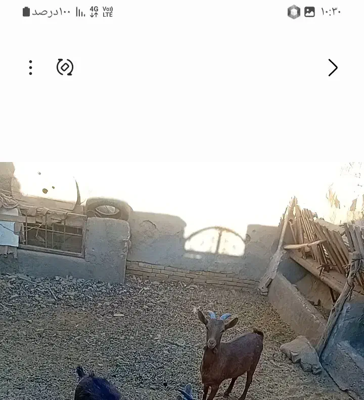 کولار اوسن|حیوانات مزرعه|خرانق, |دیوار