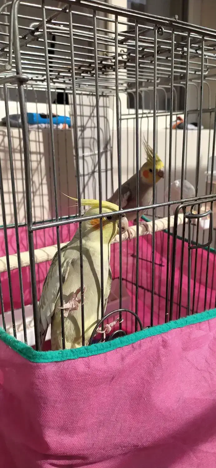 عروس هلندی با جوجه|پرنده|مریوان, |دیوار