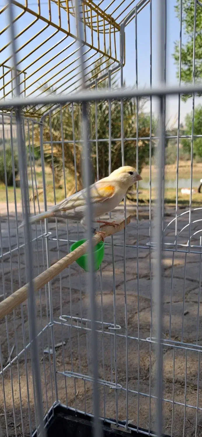 قناری موزاییکی|پرنده|اهواز, کیانشهر|دیوار