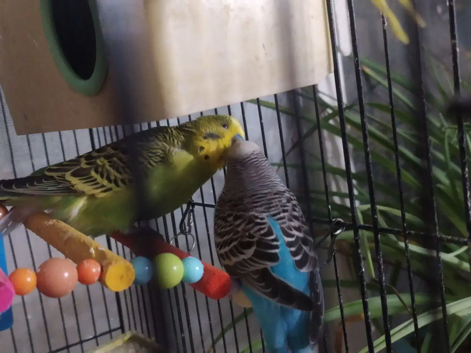 مرغ عشق|پرنده|مشهد, سمزقند|دیوار