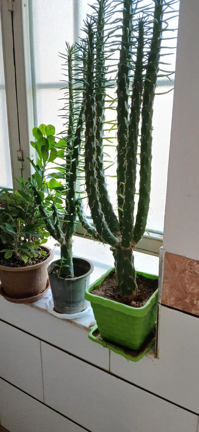 فروش گل و گلدان|گل و گیاه طبیعی|شاهرود, |دیوار