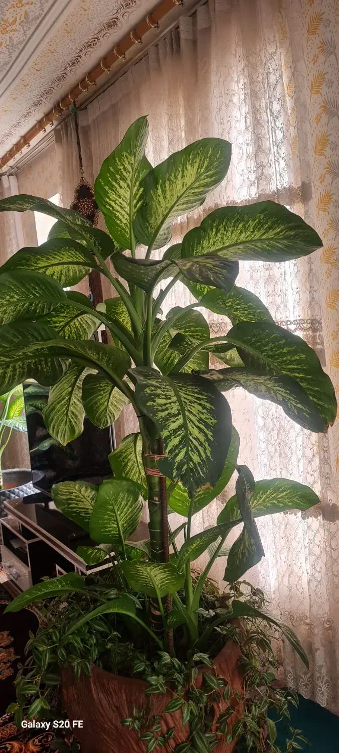 گل دیفن|گل و گیاه طبیعی|کارزان, |دیوار