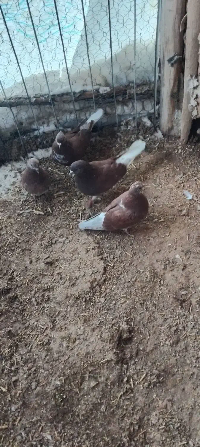 کفتر|پرنده|سلطانیه, |دیوار