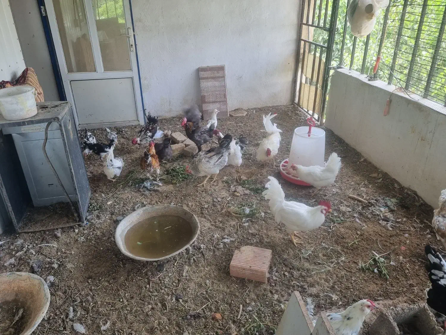 گله 20 تایی نژاد گلین اصل فول  یا دستگاه جوجه کشی|حیوانات مزرعه|چهارباغ, |دیوار
