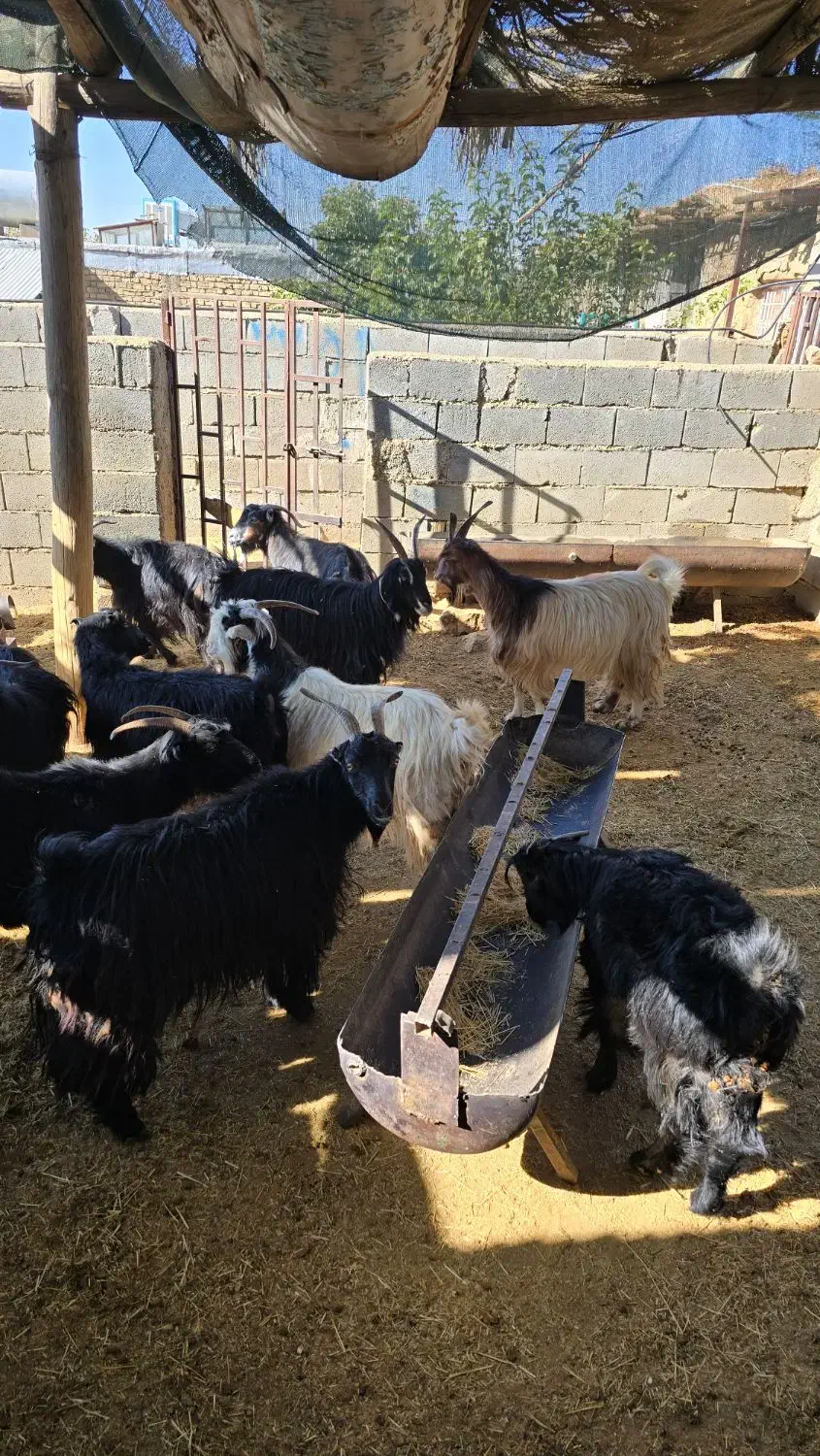 70راس بز|حیوانات مزرعه|همایجان, |دیوار