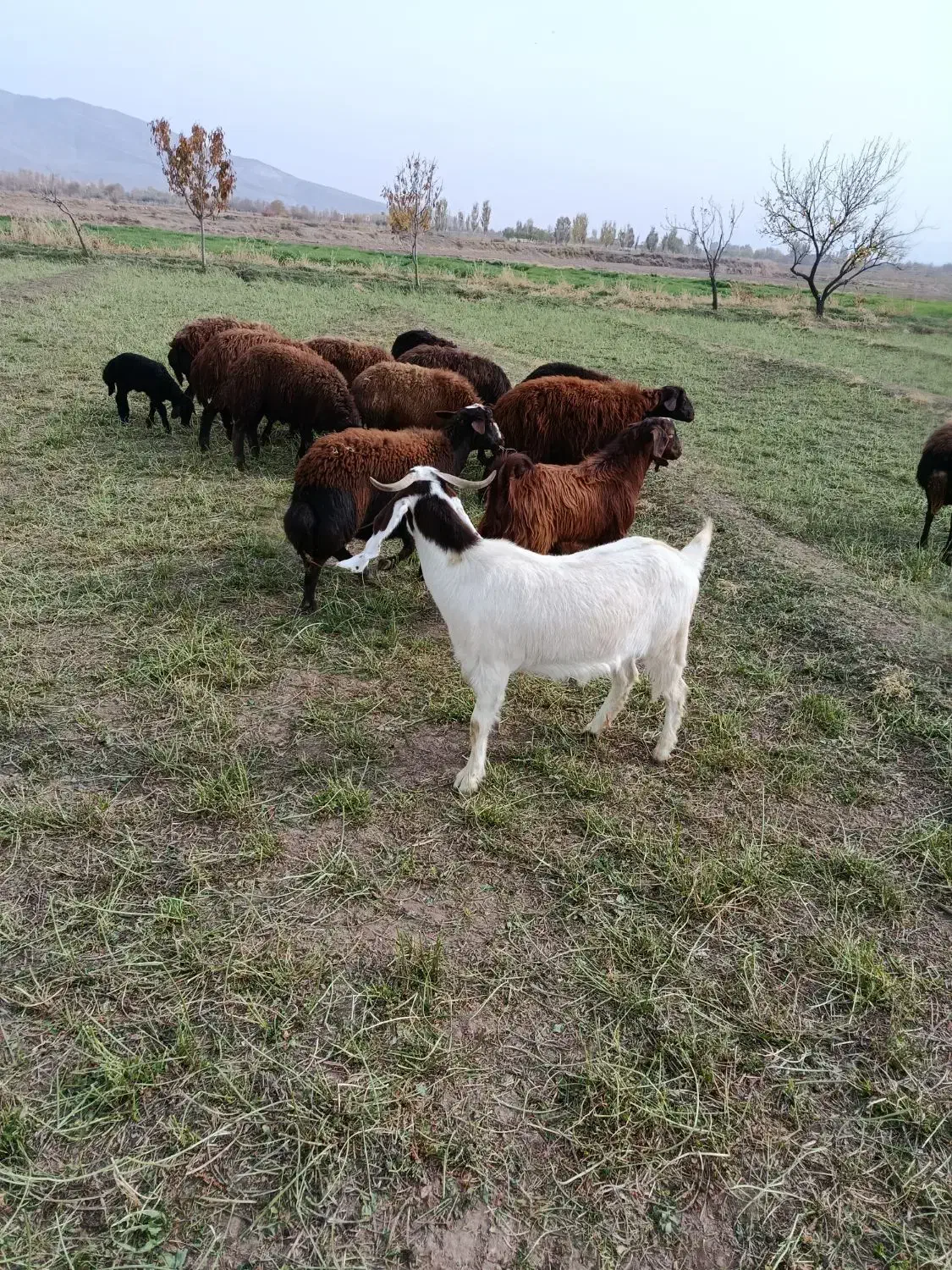 بز شش ماهه|حیوانات مزرعه|تبریز, |دیوار