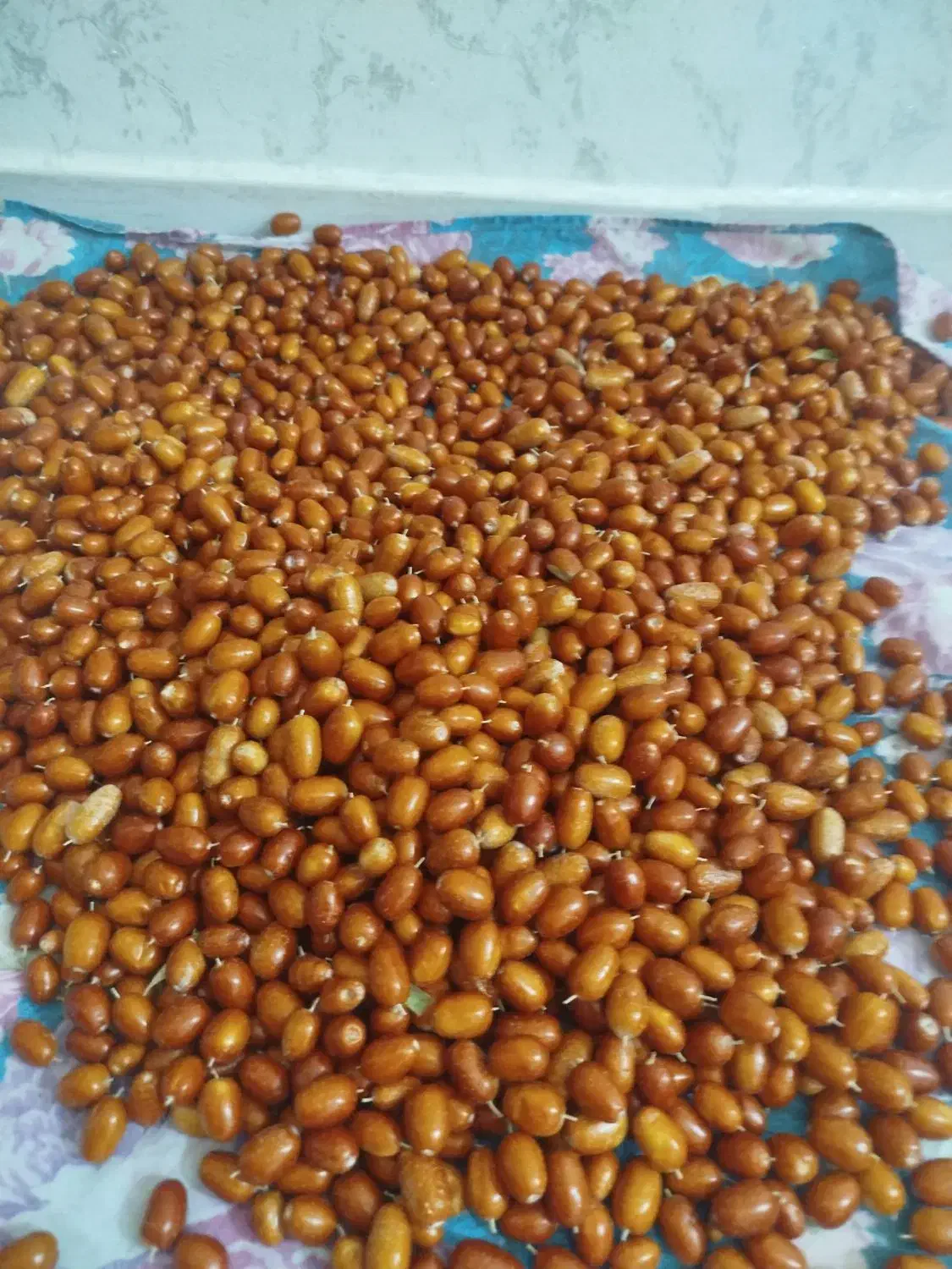 سنجد|خوردنی و آشامیدنی|باسمنج, |دیوار