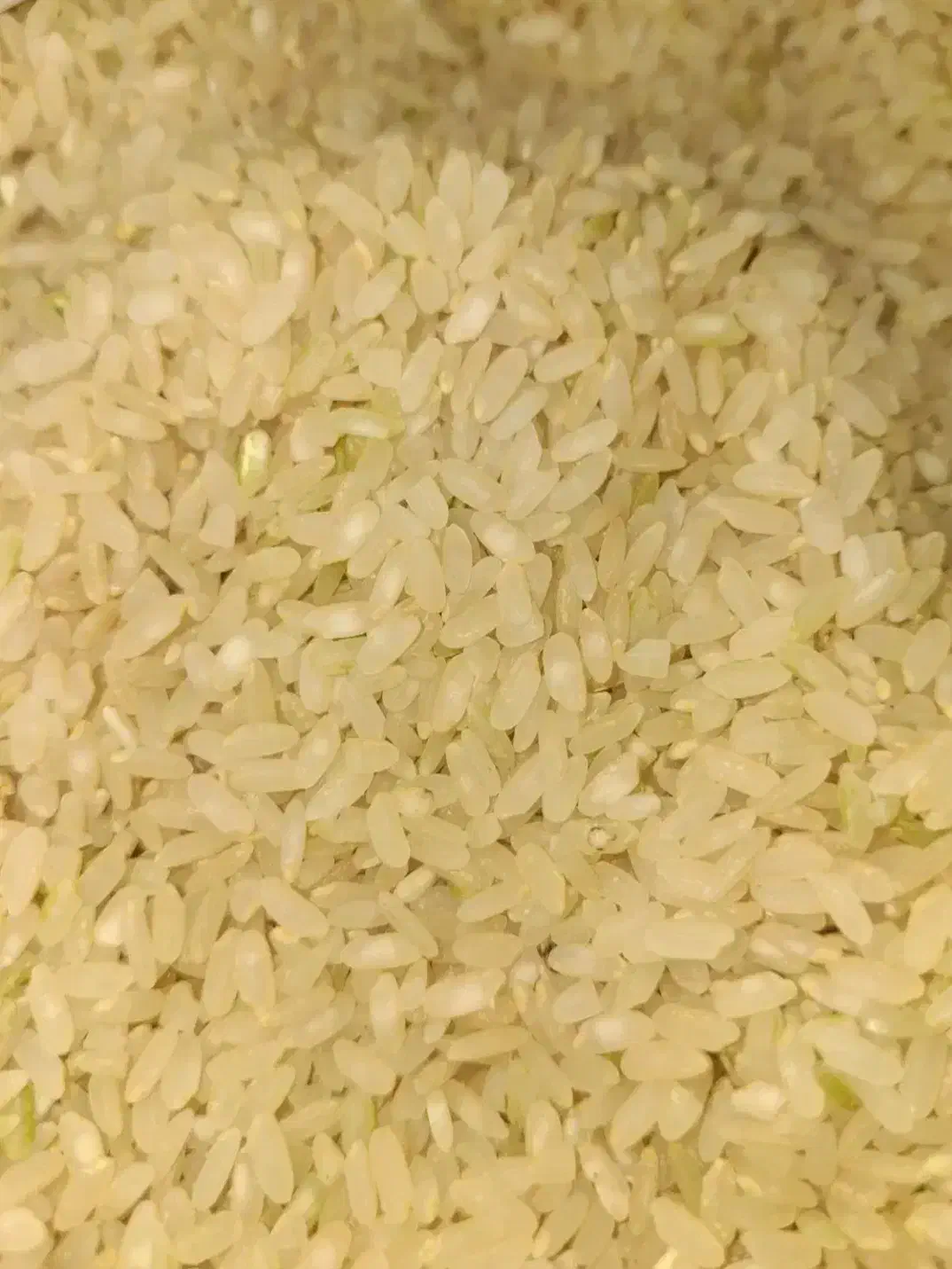 برنج کامفیروزی چمپا|خوردنی و آشامیدنی|کر, |دیوار