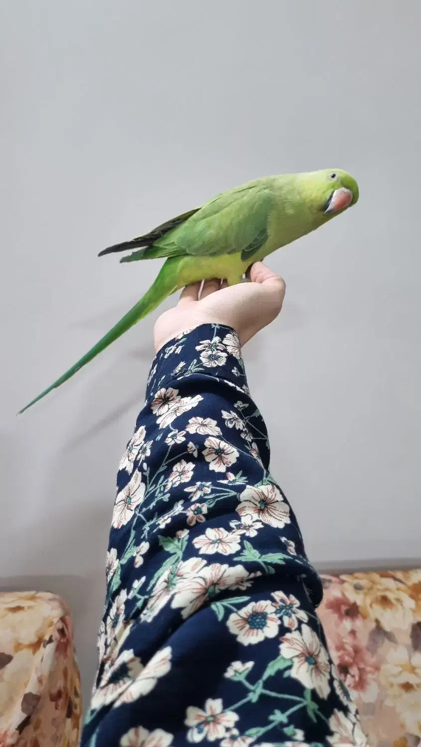 طوطی ملنگو|پرنده|پاکدشت, پاکدشت (مامازند)|دیوار