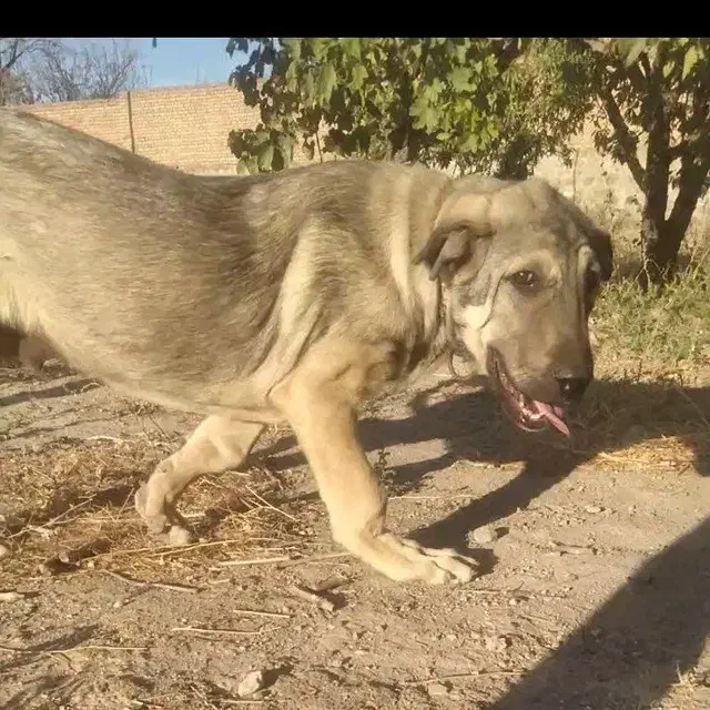 توله سگ عراقی|سگ|نظر کهریزی, |دیوار