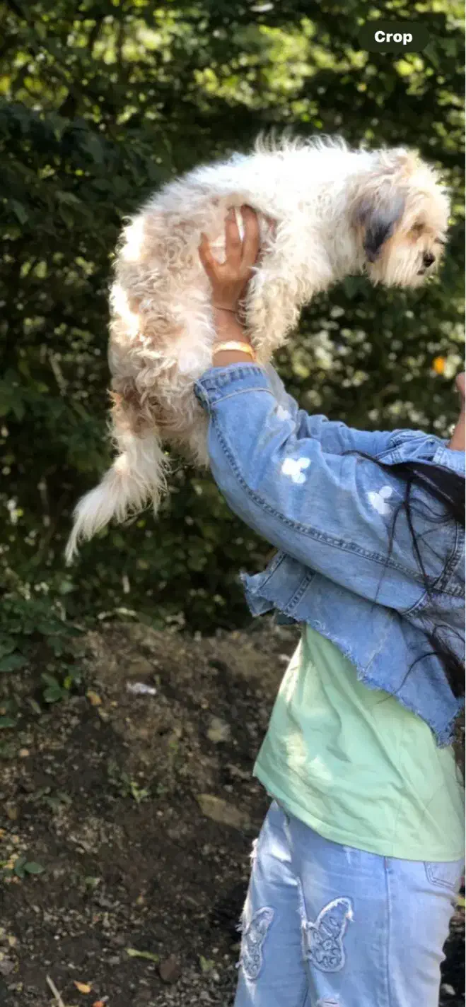 سگ گمشده|حیوانات|مشهد, رسالت|دیوار