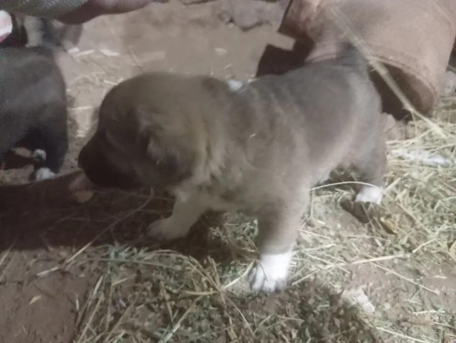 توله های سرابی|سگ|باقرشهر, |دیوار