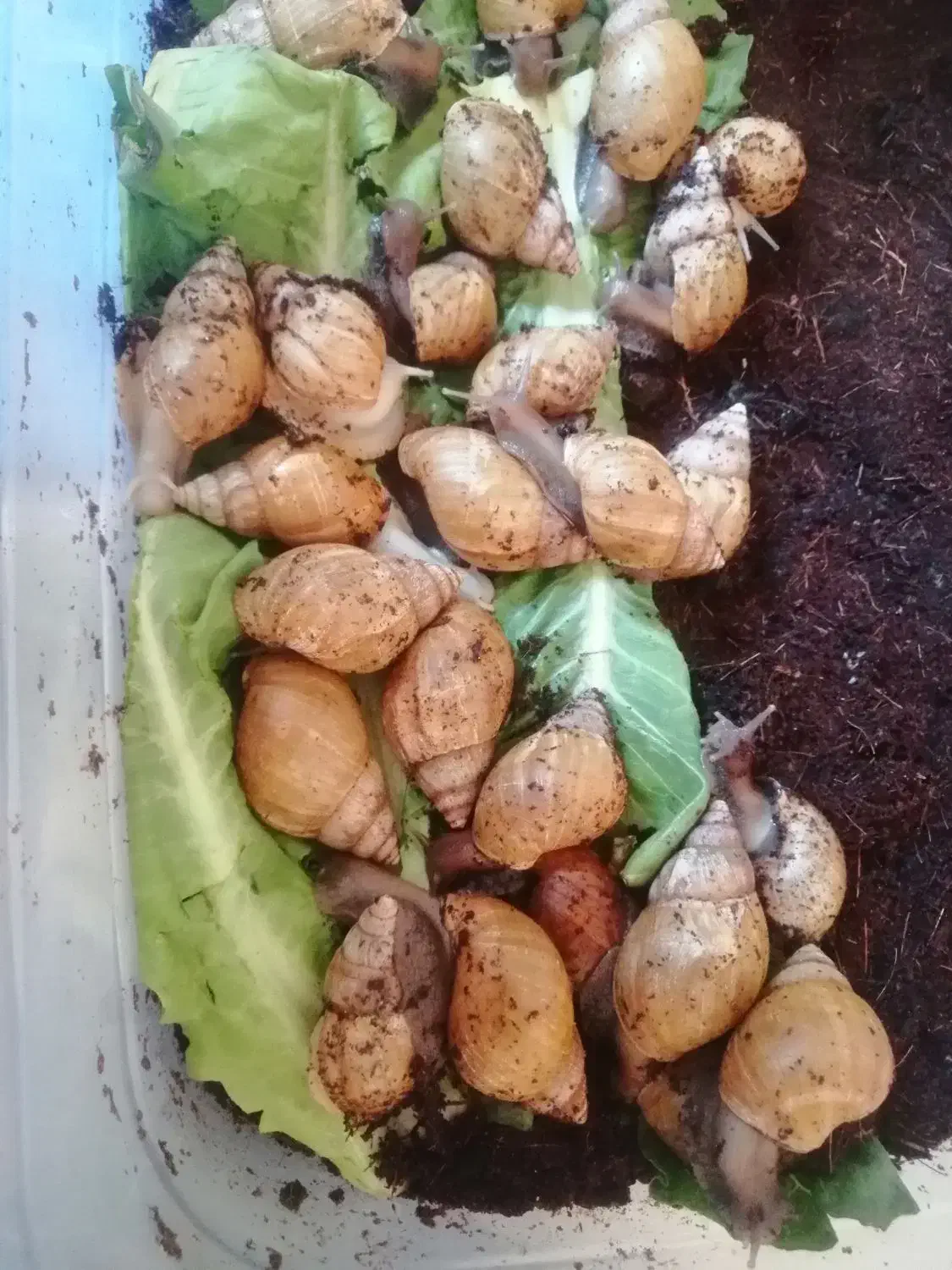 حلزون مولد|خزنده|آبپخش, |دیوار