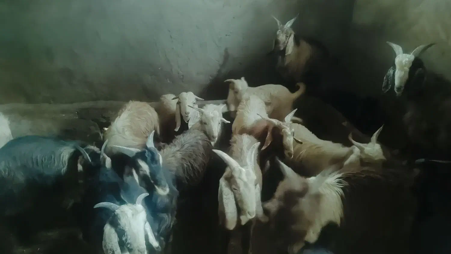 ده جفت چپش نر|حیوانات مزرعه|دورود, |دیوار