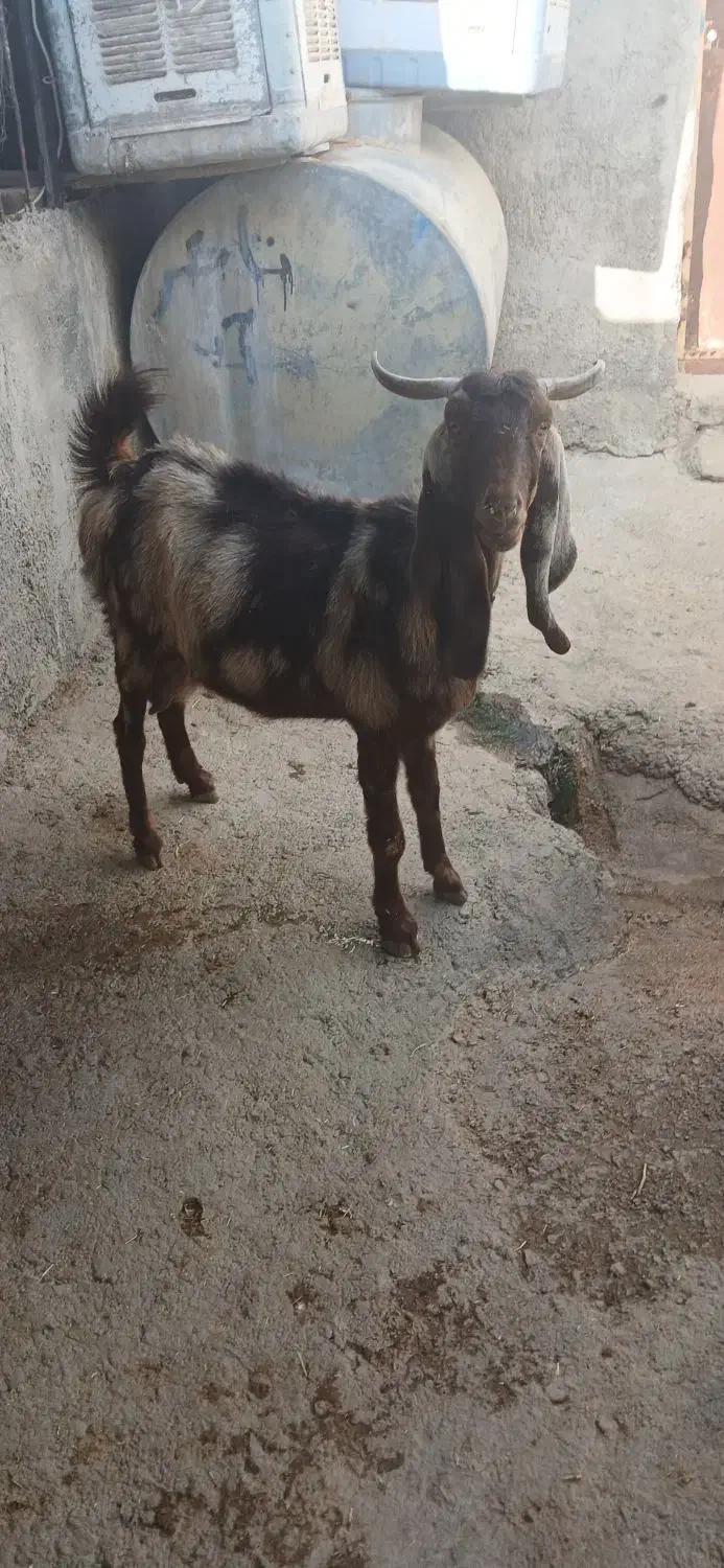 فروش دو عدد بز شام ابستن|حیوانات مزرعه|سرپل ذهاب, |دیوار