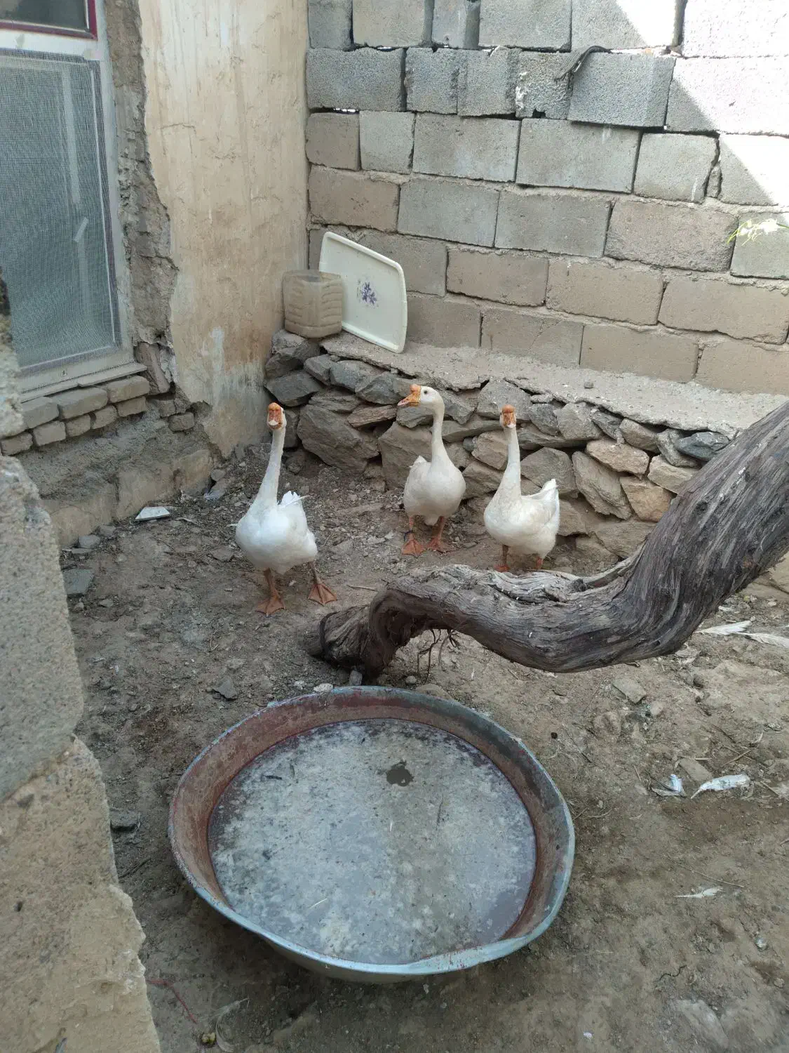 قو قاز|حیوانات مزرعه|قروه, |دیوار